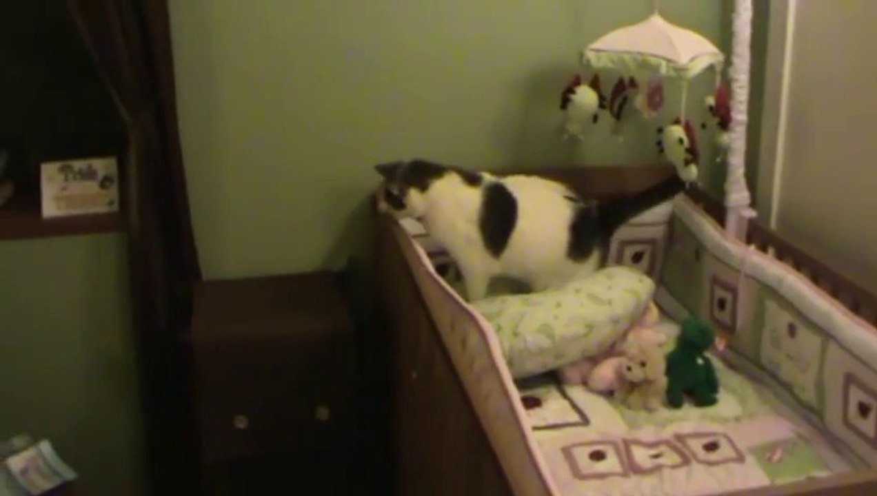 Chat Trop gros tombe dans une boite!