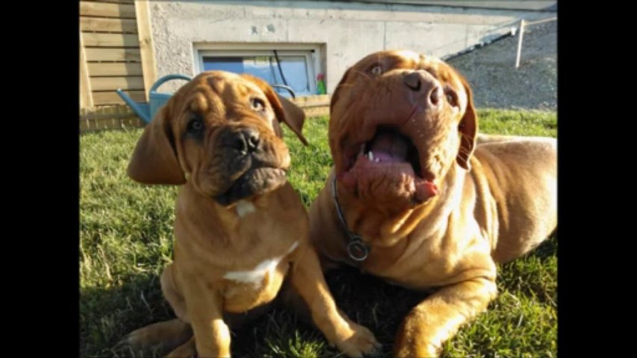 dogue de bordeaux