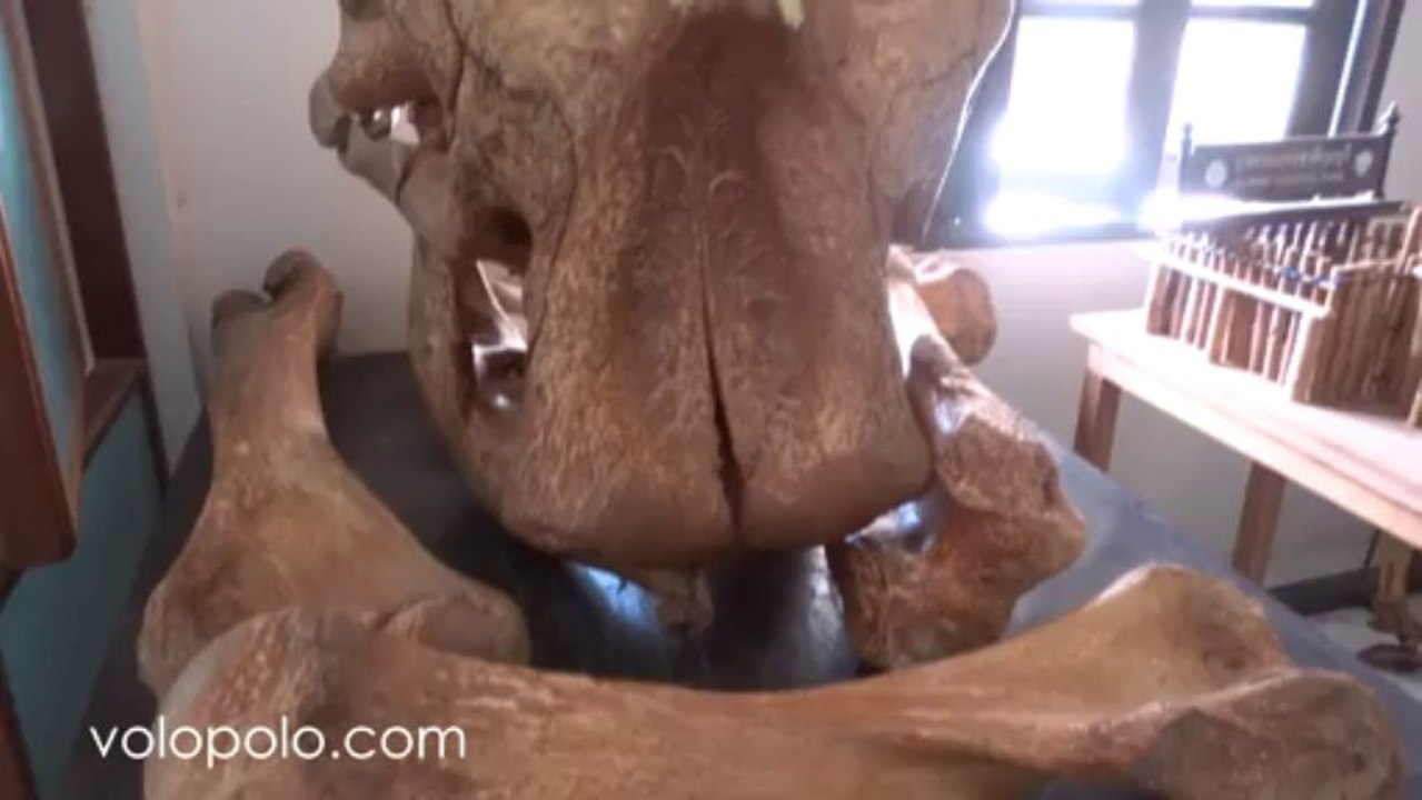 Elephant Bone in KuiBuri National Park Thailand