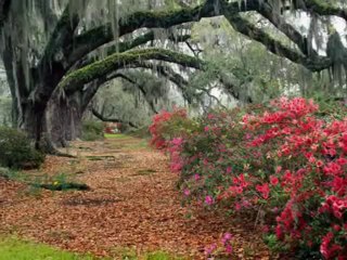 Asya Sabancı - Sevdalım