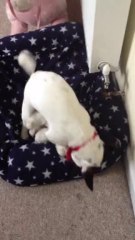 I wish I was a dog, not a bitch