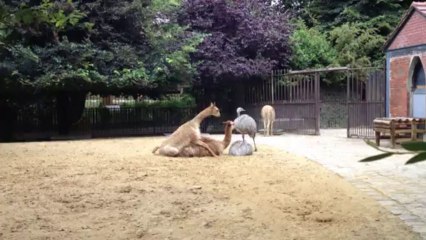 the male lama finally gets it but she's not too impressed