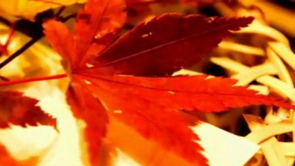 On and On - Stephen Bishop  2008