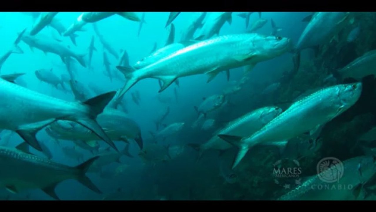 XTC Dive Centre - Dive with Tarpon