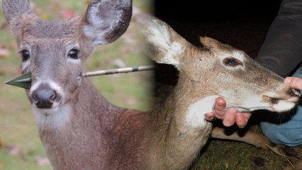 Sad Deer Rescued from Arrow Through Face