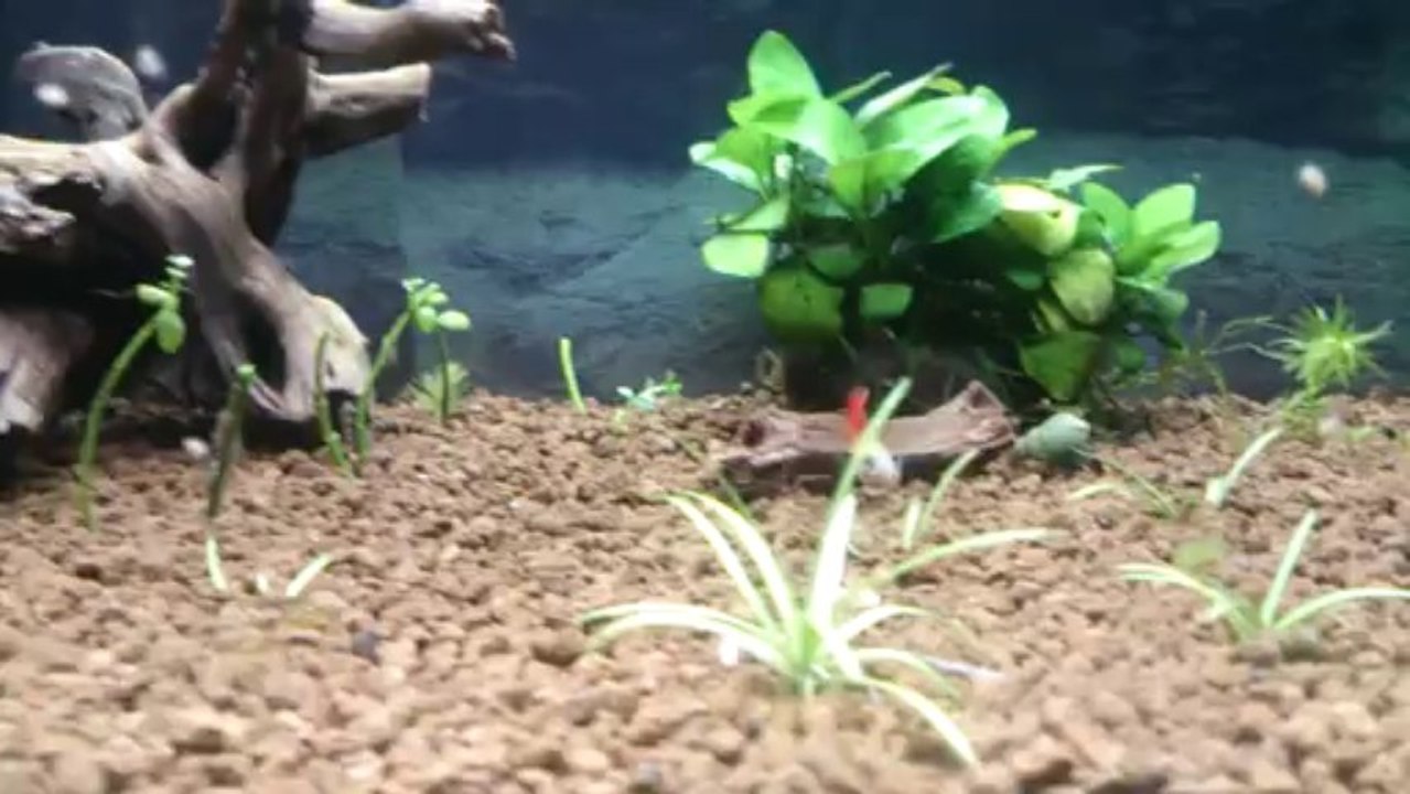 1er Guppy 60L (1 mâle + 2 femelles)