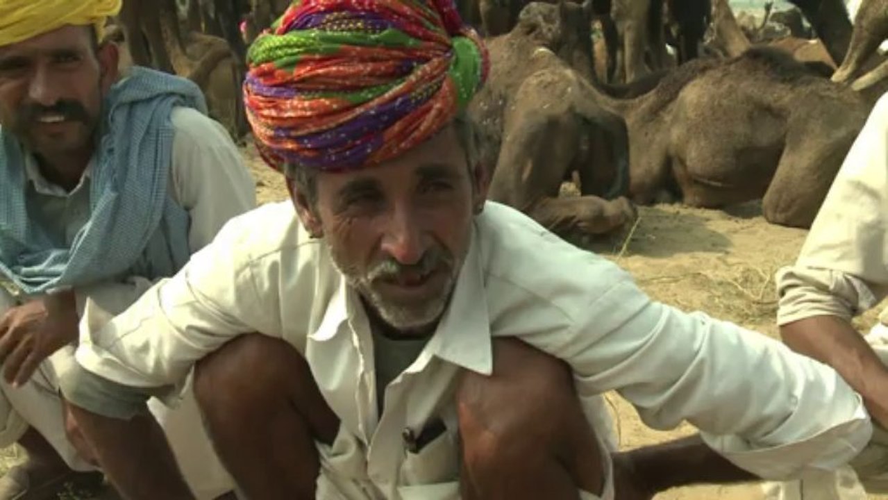 Indiens kamel-züchter bangen um ihre zukunft