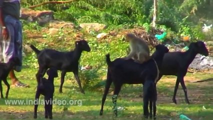 Goat and Monkey