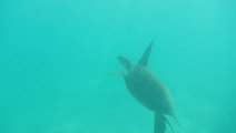 snorkeling with turtles
