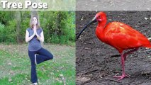 Animals Demonstrating Funny Yoga Poses