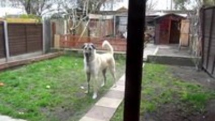 Dog meets his owner after 5 months