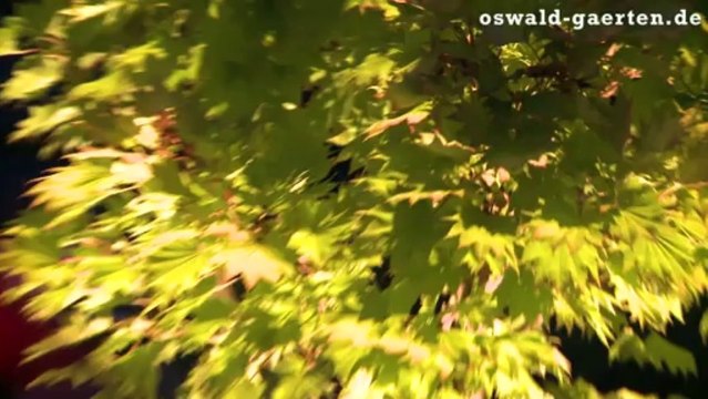 Gartenbeleuchtung Kiel und Hamburg: Erleben Sie Ihren Garten in völlig neuem Licht