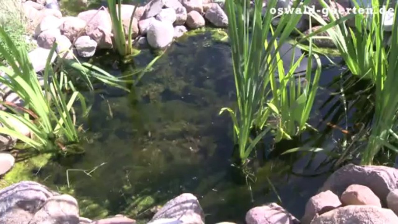 Einen neuen Garten planen mit Bachlauf und Gartenteich - mit Wasser im Garten wohlfühlen