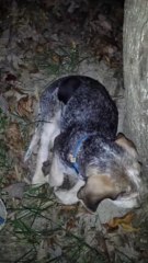 Blu and Pepper  with  chase  tree #3  Friday 11/08/2013