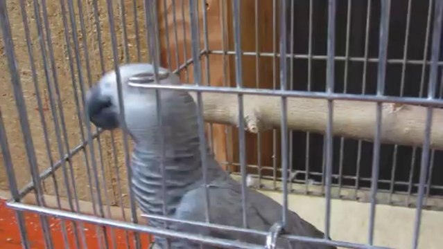 2 ème vidéo perruches