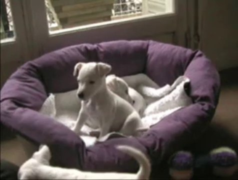 chiots fév.2012-bis