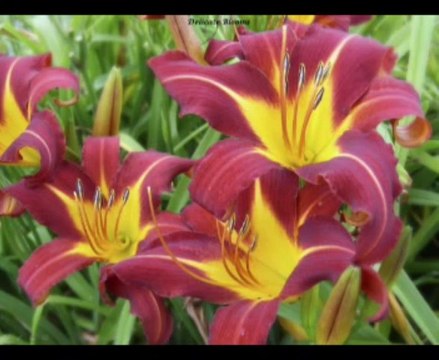 Leyla ertaş ağlatırsa mevlam.