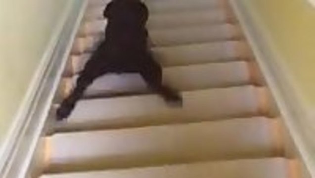 Puppy Goes Stair Surfing