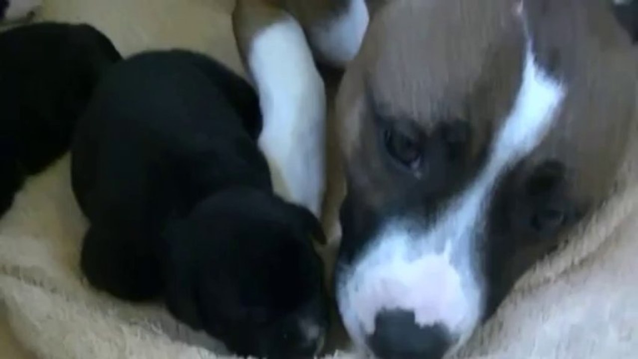 10ème vidéo  chiot n°2 de Staffordland - Femelle