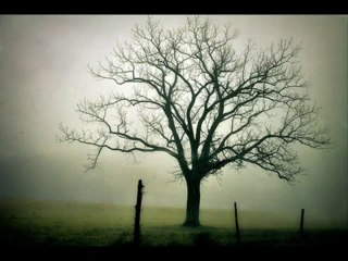 Seniha - Sen hep beni mazideki halimle