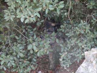 Balade Castelnaul bis nov 2013