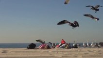 Attirer des Mouettes sur des gens qui bronzent sur la plage : Caméra caché bien fun!