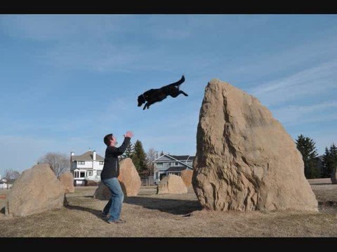 Le CHIEN le plus agile du monde... En mode PARKOUR, YAMAKAZI!