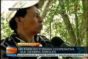 Cultivan bosques energéticos en Ocotal, Nicaragua