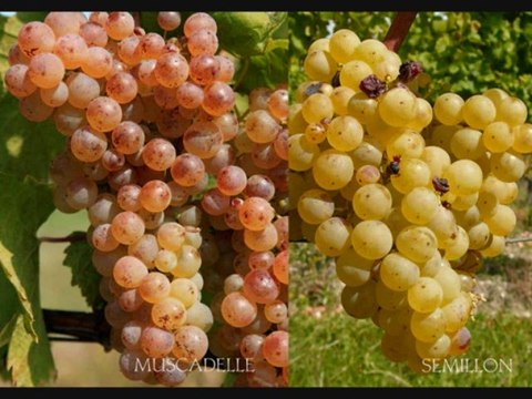 Château Montdoyen - Interview France Bleu Périgord- Présentation vignoble