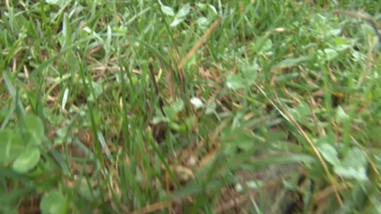 L'herbe, une ressource locale pour des fermes autonomes en Basse Normandie