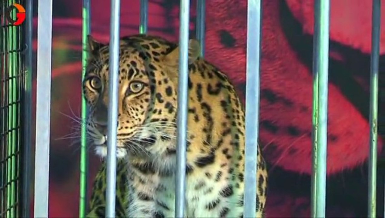 Alès 6e salon Animaliades