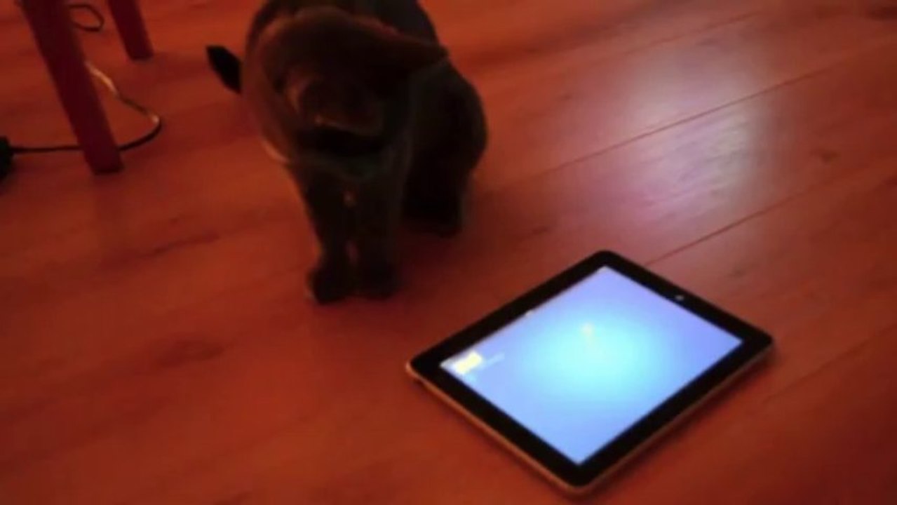 Beau chartreux jouant avec l'iPad