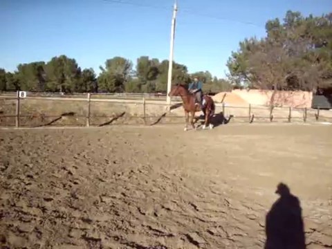 DEBOURRAGE - 12/11/13 - Départ au trot bis