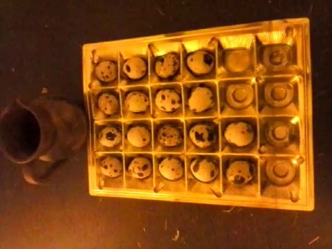 Oeufs de Cailles: Troc contre des poussins poule canard oie