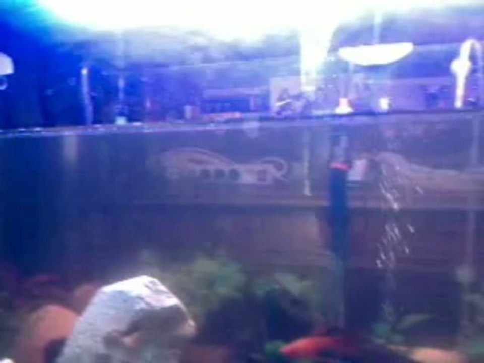 aquarium de debutant