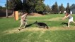 Protection Dog Training- Falco K9 Academy