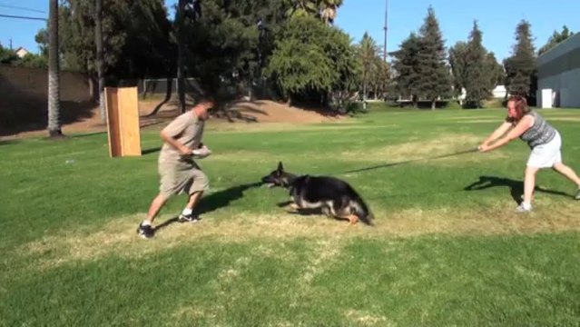 Protection Dog Training- Falco K9 Academy
