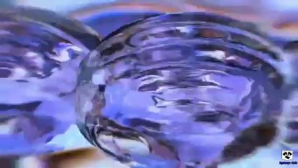 Accordion Songs From Poland - La rencontre