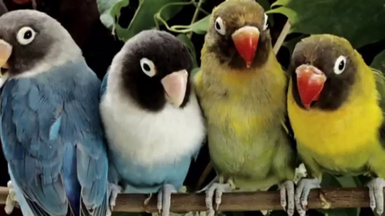 MUSICAL Piano ANGELS Motivation Music 2013! The Angel Music ♥LOVE♥♥♥