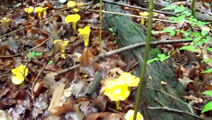 Wild mushroom hunting, how to find gold chanterelles