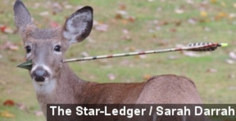 Wildlife Officials Save Deer With Arrow In Its Head
