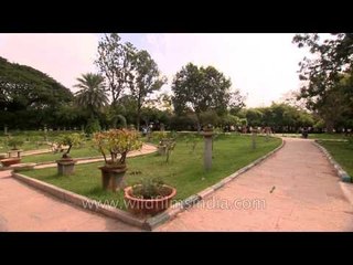 70 years old  Dwarf Semal or Bombax ceiba tree