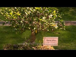 Dwarf Aberia Caffara (20 years old)  at Lalbagh botanical garden, Bangalore