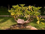 Bonsai of Schefflera roxburghii (10 years old) at Lalbagh Botanical Garden
