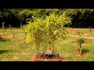 20 years old Dwarf Buddha belly bamboo (Bambusa vulgaris)