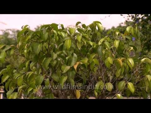 Bonsai of Weeping fig or Ficus benjamina (20 years old)