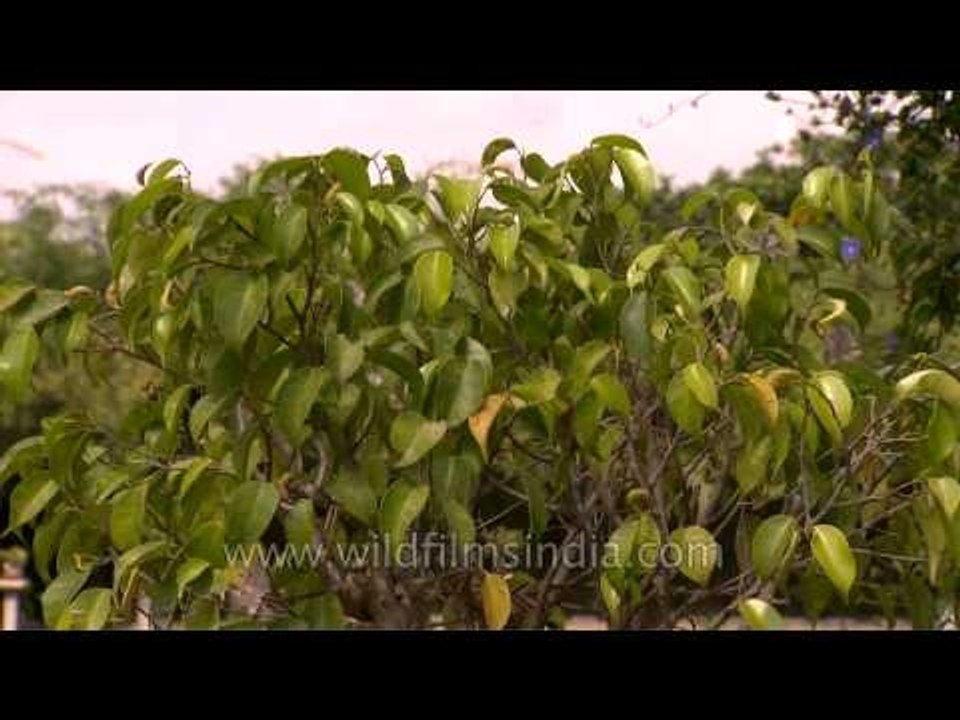 Bonsai of Weeping fig or Ficus benjamina (20 years old)