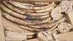 Vietnamese customs seized two tons of elephant ivory in China-bound cargo