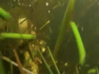 The Lake Mover Weed Cutting Tool to controll weeds | Jenson Lake Mower