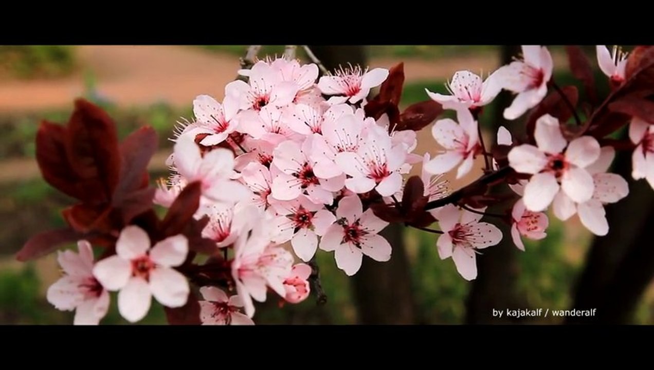 Britzer Garten, Frühling 2013 | Britz Garden, Spring 2013